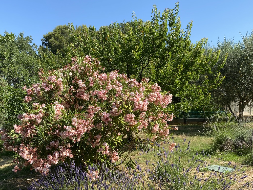 Le jardin fleuri des Chênes Verts