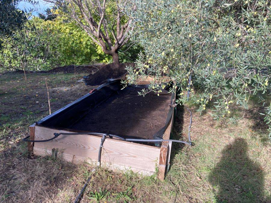 Le jardin potager bio fourni notre huile d'olive en 2023